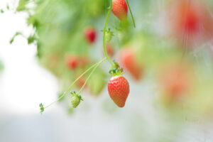 秩父市【市川いちご園】 あまりん　かおりん　べにたま