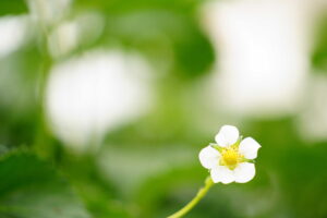 いちごの花　秩父市 市川いちご園