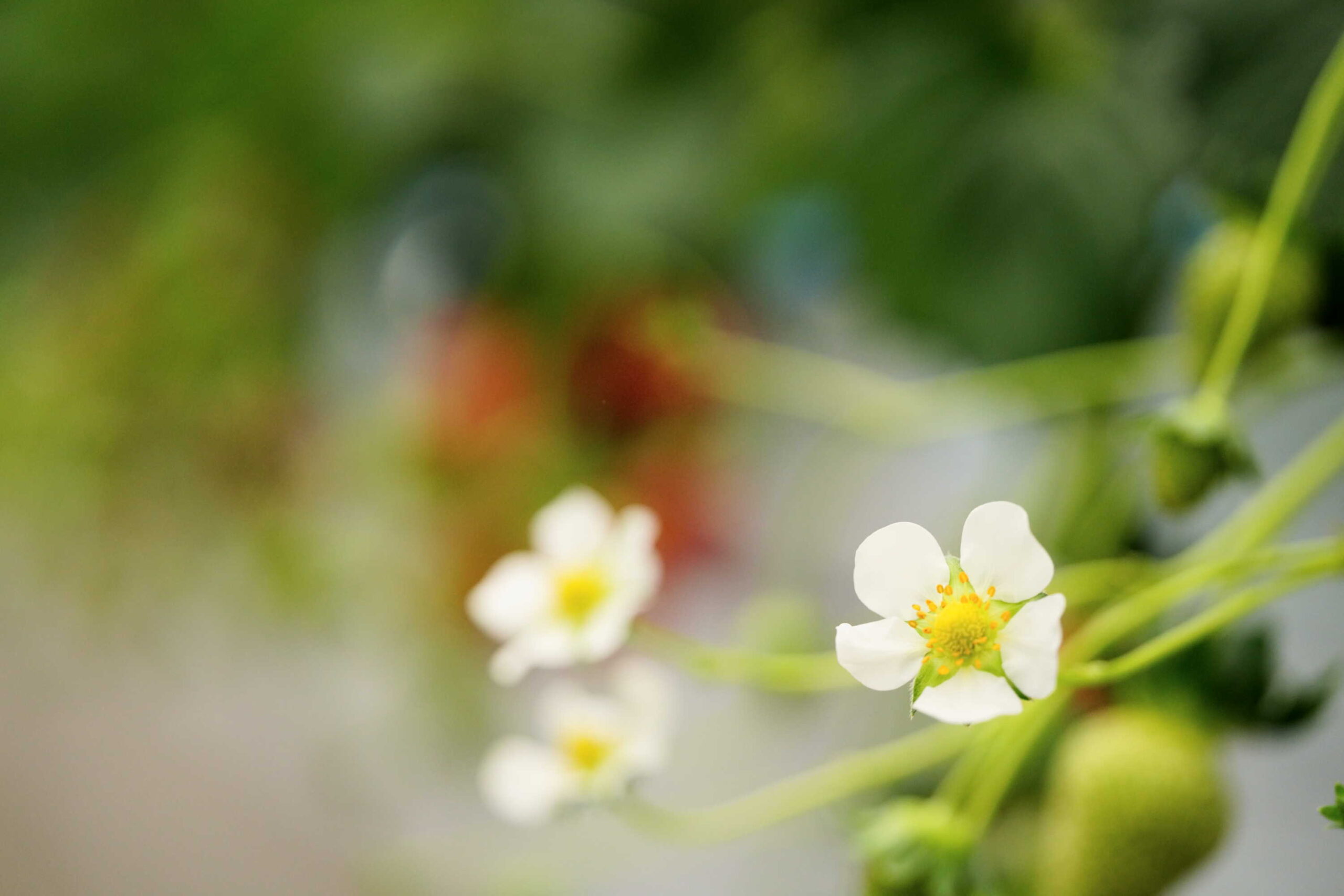 いちごの花 秩父市【市川いちご園】