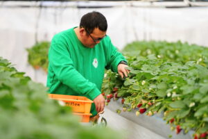 【秩父 市川いちご園】　あまりん・かおりん・べにたま