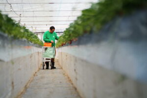 【秩父 市川いちご園】　あまりん・かおりん・べにたま