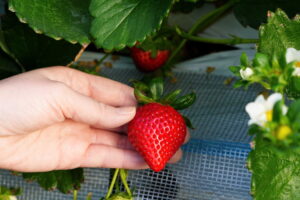 【秩父 市川いちご園】　あまりん・かおりん・べにたま