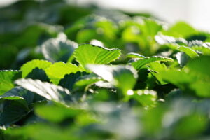 いちごの苗 秩父市【市川いちご園】