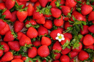 秩父市【市川いちご園】