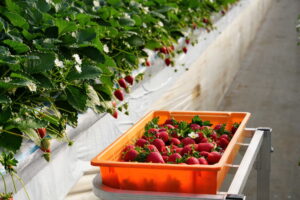 【秩父 市川いちご園】　あまりん・かおりん・べにたま