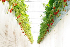 【秩父 市川いちご園】　あまりん・かおりん・べにたま