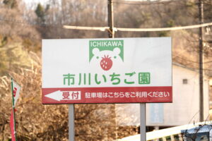 埼玉県秩父市　市川いちご園