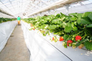 【秩父 市川いちご園】　あまりん・かおりん・べにたま