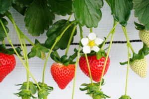 【秩父 市川いちご園】　あまりん・かおりん・べにたま