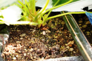 秩父　市川いちご園　高設土耕栽培