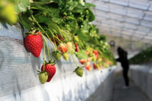 秩父市いちご狩り【市川いちご園】