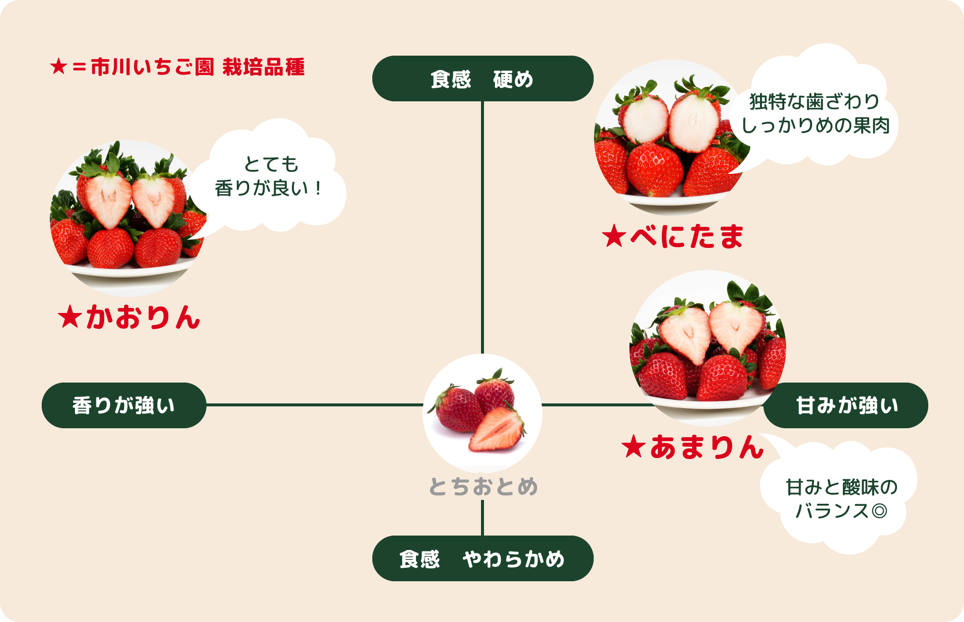 市川いちご園 いちご栽培品種(あまりん、かおりん、べにたま)